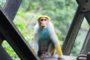 white and yellow monkey